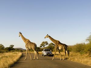 Giraffes crossing the road in Kruger National Park