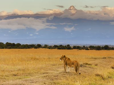 Lioness on the background of Mount Kenya
