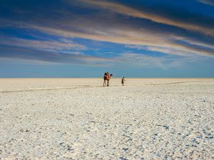 Camel and man are walking in white desert of Kutch
