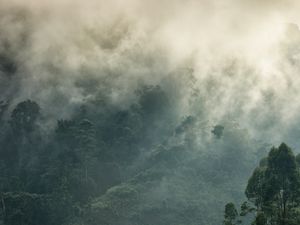 Mists rising over Bwindi Impenetrable Forest, Uganda