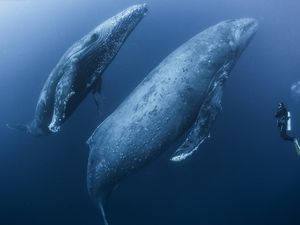 Scuba diver approaches humpback whales