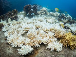 The State of the Great Barrier Reef: Should You Go?