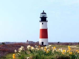 April Daffodils on New England Island of Nantucket