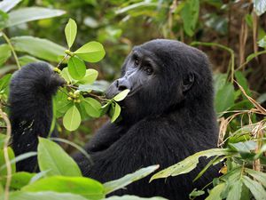 A mountain gorilla in Bwindi Impenetrable National Park, Uganda