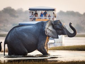 6 of the Best African Boat Cruises and Safaris