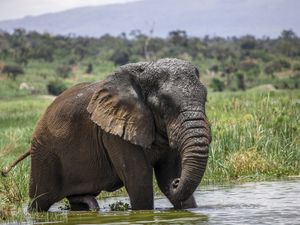 Elephant in the water at Akagera National Park, Rwanda