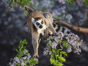 Ring-tailed lemur in a tree, Madagascar