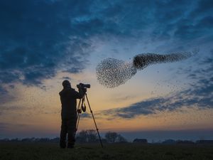 Birdwatcher observing a starling murmuration at dusk