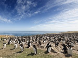 Large Rockhopper Penguin Colony on the Falkland Islands