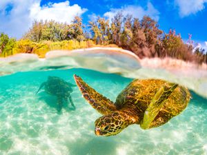 Turtles in water off the hawaiian coast