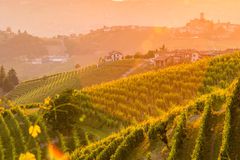 Tuscany vineyards 