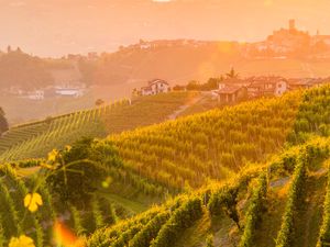 Tuscany vineyards 