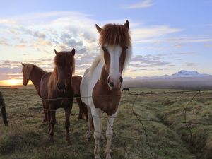 Beautiful Icelandic Horse