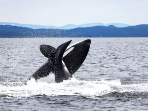Whale watching in BC