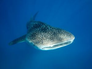 Whale shark swimming off Tofo Beach, Mozambique
