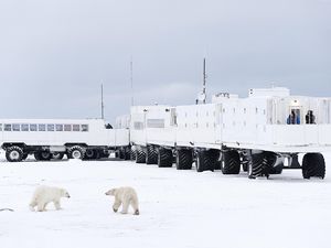 olar Bears approaching Tundra Buggy Lodge