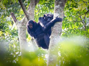 Chimpanzee mother and infant in Nyungwe National Park, Rwanda