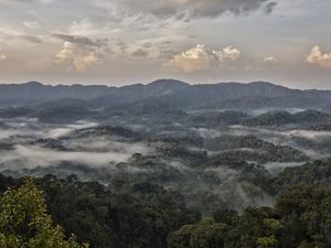 Low-lying cloud above the forests of Nyungwe National Park, Rwanda