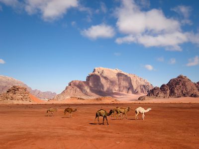 Camels walking through the desert