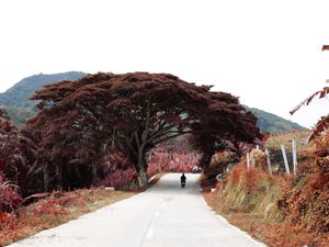 Philippines, Davao City red trees on road