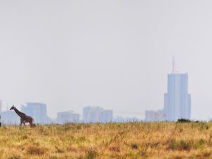 Giraffes and skyscrapers, Nairobi's Skyline