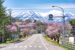 empty road with cherry bloosoms on either side and snow mountains in the background