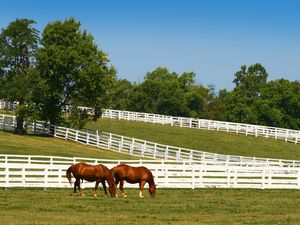 Horses grazing at the Kentucky Horse Park