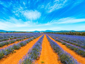 Lavender field in Tasmania, Australia