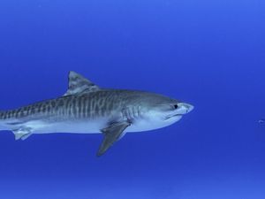 Diver with juvenile tiger shark in Honokohau Harbor, Hawaii