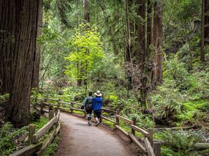 Muir Woods Redwood Creek Trail Hikers