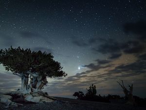 A bristlecone pine in Great Basin National Park, Nevada 