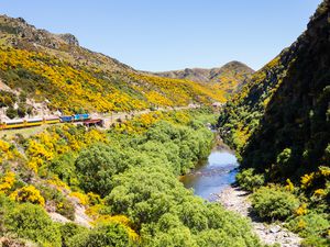 train traveling through a river gorge with yellow flowers on the hills
