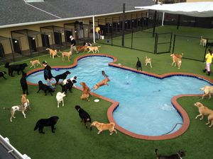 Dogs in a bone-shaped pool