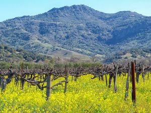 Napa Valley Vineyard in Early Spring