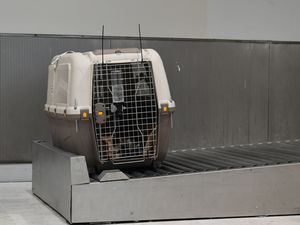 Picture of a cage with a dog following a long journey as cargo, massive stress for animals while traveling.