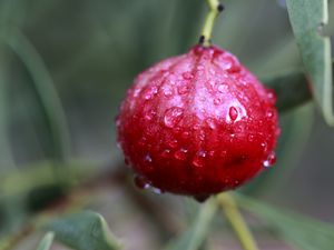 red quandong fruit on a treet covered in dew