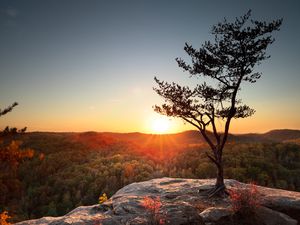 A tree on a rocky outcrop during sunset at Natural Bridge State Park, Kentucky