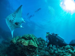 Scuba diver and ray in Bora Bora