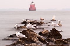 Seagulls perched on rocks in front of lighthouse at Sandy Point State Park