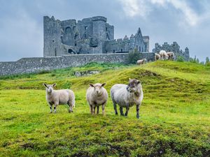 Sheep at Rock of Cashel Ireland