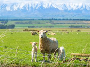 Sheep farming in Otago region of South Island of New Zealand.