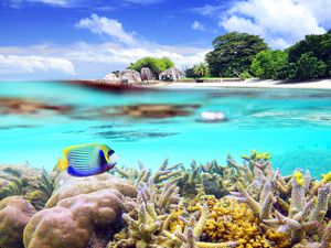 Split shot of a colorful fish swimming over coral and the beach