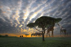 Sunset in safari Africa