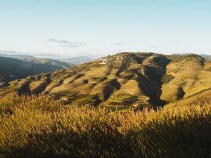 The rolling hills of the Vineyards in Douro during golden hour sunset