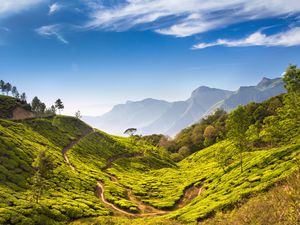 Bright and vivid landscape of green tea plantations in India Kerala, Munnar.