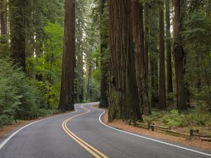 USA, California, road through Redwood forest