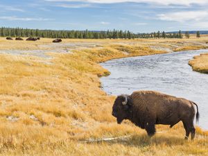 USA, Wyoming, Yellowstone National Park, American Bison at Firehole River