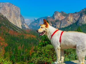 white dog looking Tunnel View at Yosemite