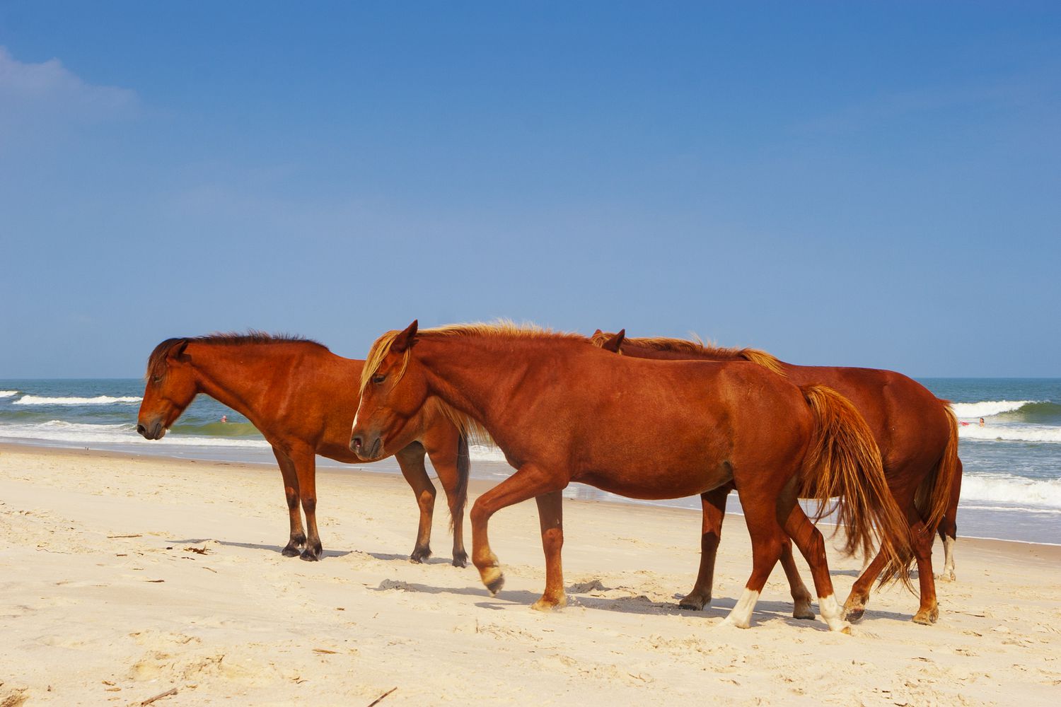 Wild horses roam freely at Assateague Island beach, a long barrier island off the Atlantic Coast in the state of Maryland, USA.